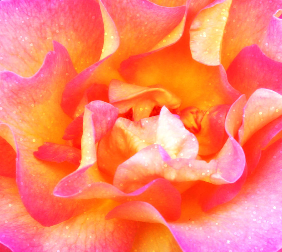 Rose Photograph by Alma Yamazaki