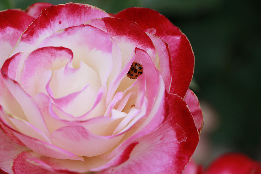 Rose and Ladybug Photograph by Beth Taylor