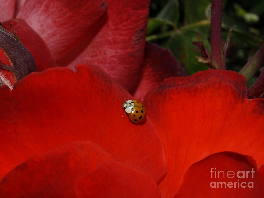 Rose and Ladybug Photograph by Jacklyn Duryea Fraizer