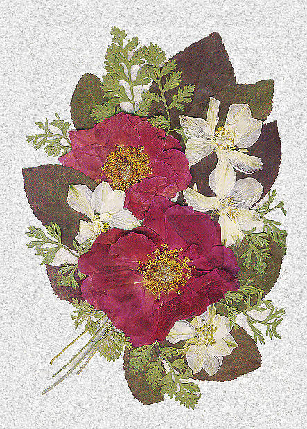 Pressed Flowers Mixed Media - Rose And Larkspur Bouquet by Anne Post