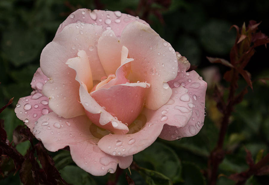 Rose and Rain - Pale Pink Raindrops Photograph by Georgia Mizuleva