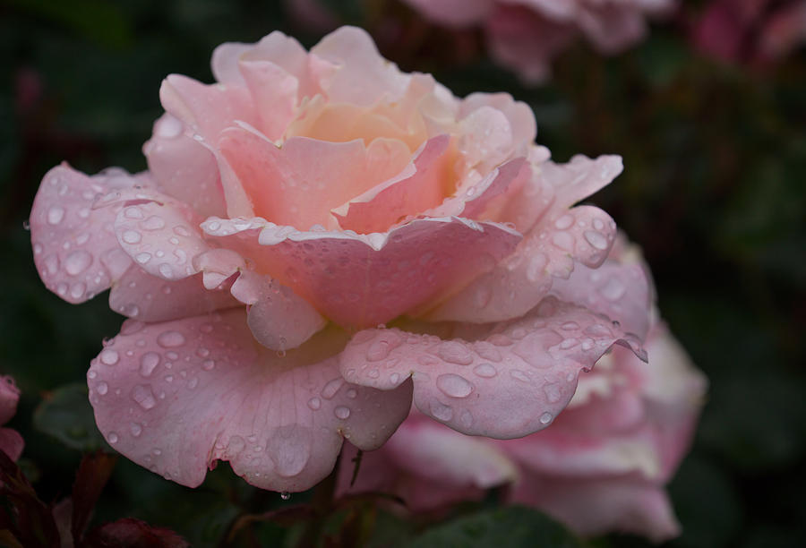 Rose and Rain - Wet Pink Blush Photograph by Georgia Mizuleva