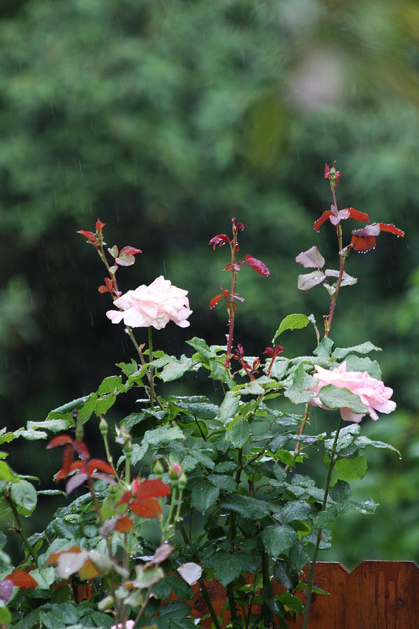 Summer Photograph - Rose and Rain by Vadim Levin