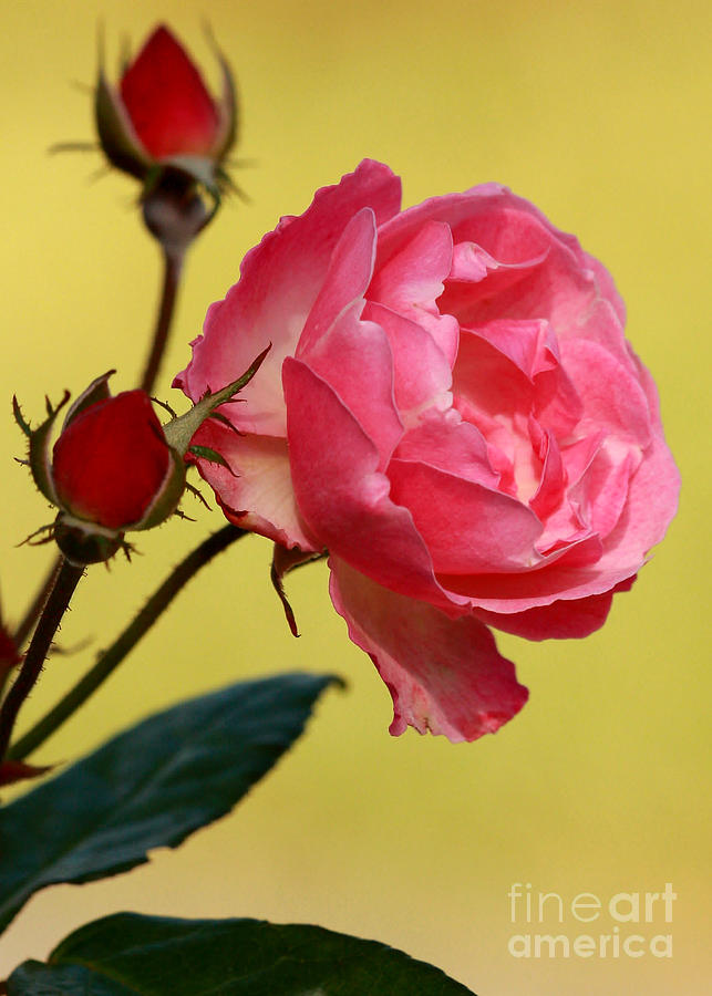 Cool Photograph - Rose and Rose Buds by Sabrina L Ryan
