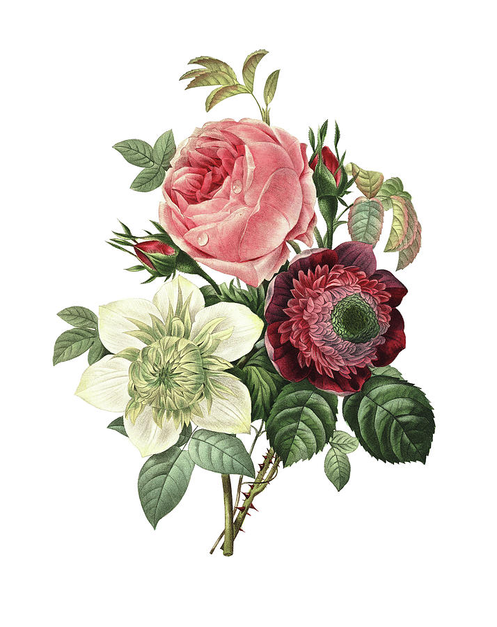 Rose, Anemone And Clematis | Redoute Digital Art by Nicoolay