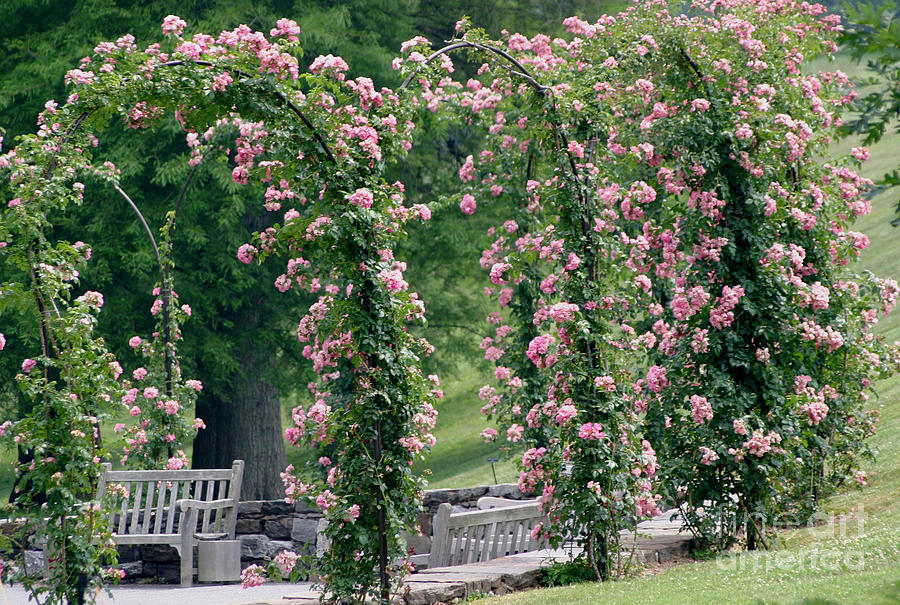 Rose Arbor Photograph by Living Color Photography Lorraine Lynch