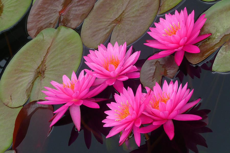 Rose Arey Waterlilies Photograph by Dan Myers