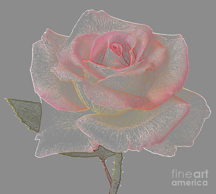 Rose As Coloured Pencil Drawing Photograph By Rosemary Calvert Pixels   Rose As Coloured Pencil Drawing Rosemary Calvert 