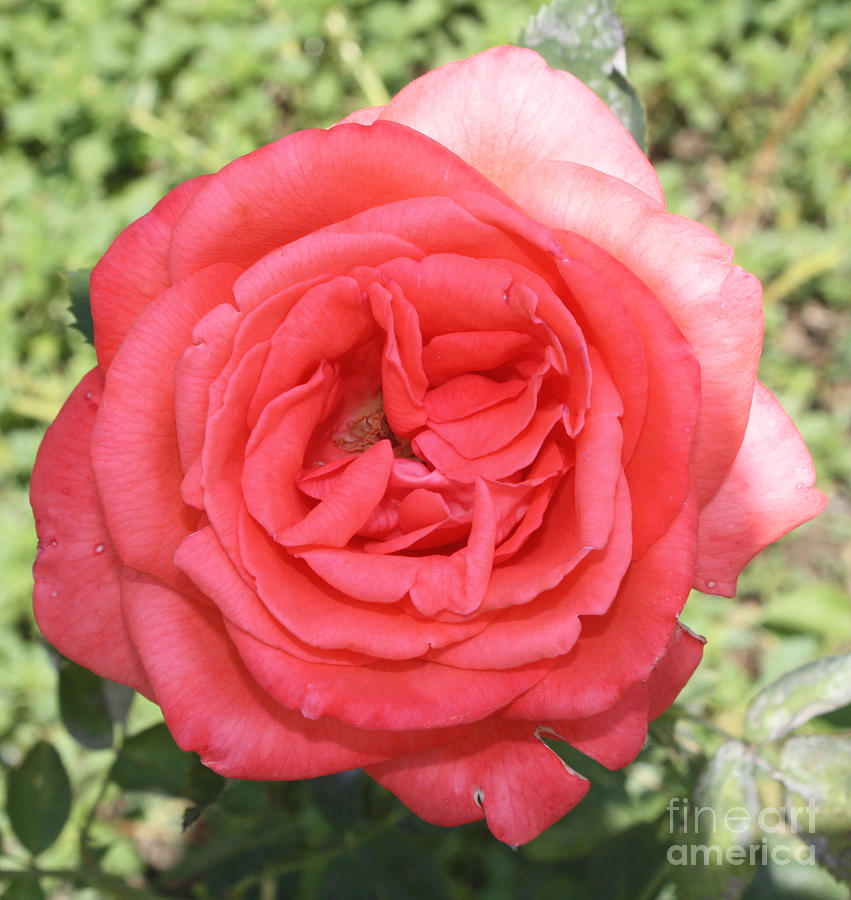 Rose Photograph - Rose at Clark Gardens by John Telfer
