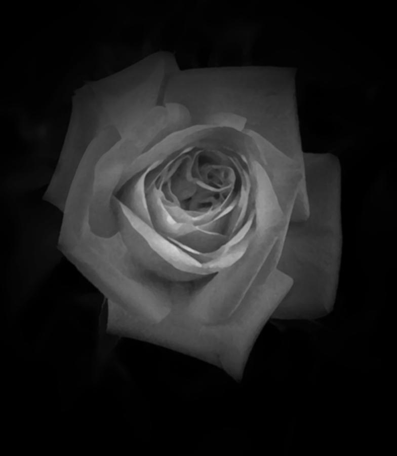 Rose B n W Photograph by Richard Andrews