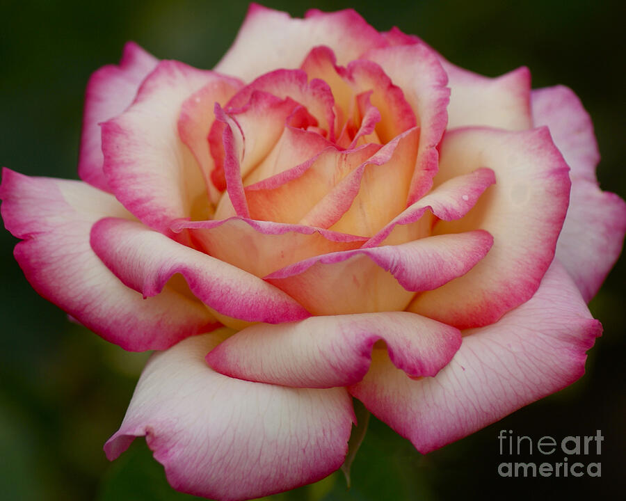 Rose Beauty Photograph by Debby Pueschel