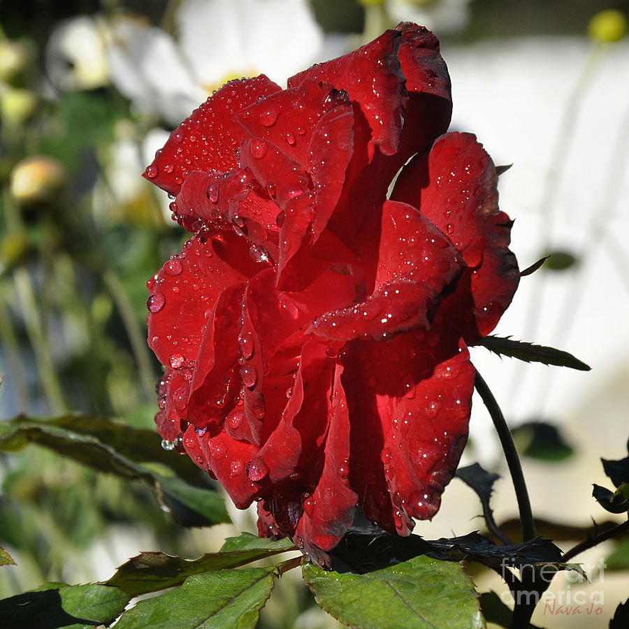 Rose Beauty Photograph by Nava Thompson