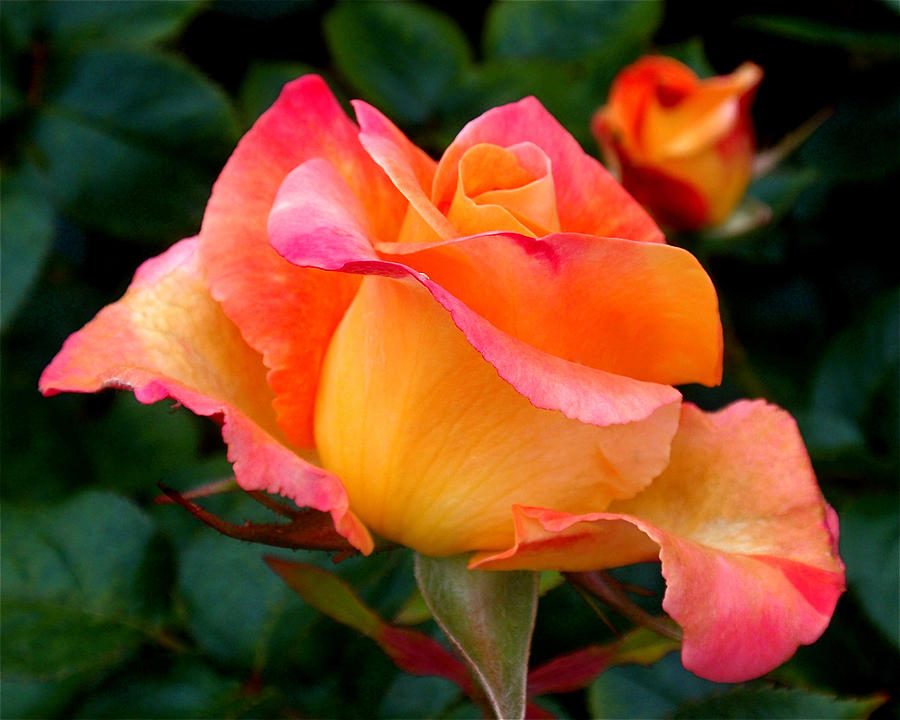 Rose Beauty Photograph by Rona Black