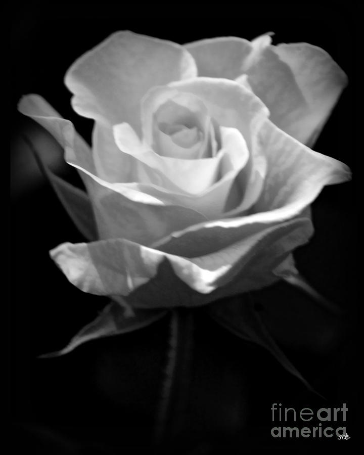 Rose Beauty Photograph by Sandra Clark - Fine Art America