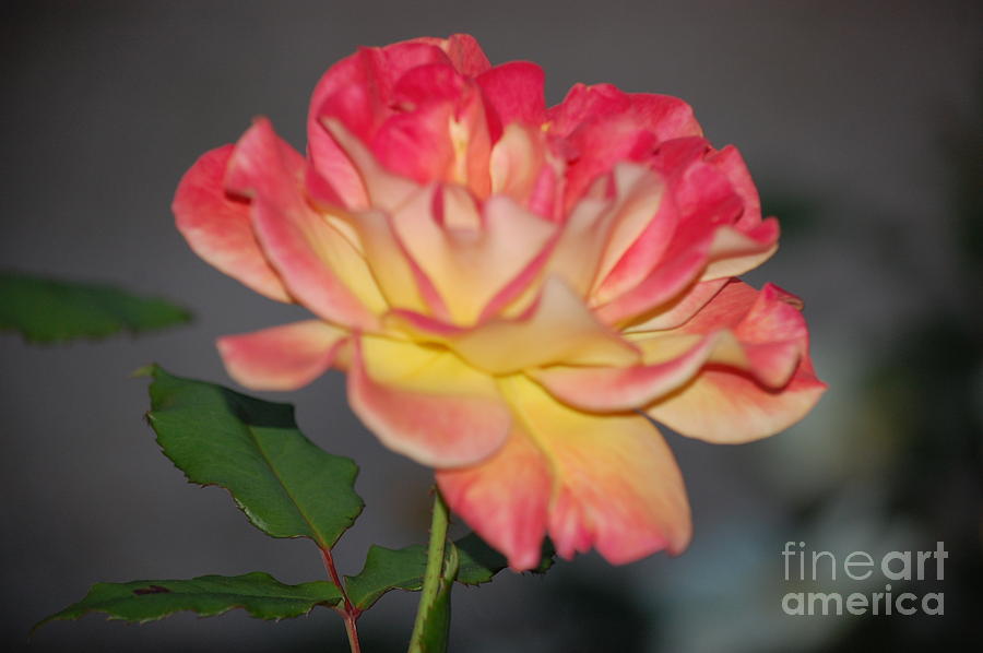 Flower Photograph - Rose Beauty by Tina Shamay