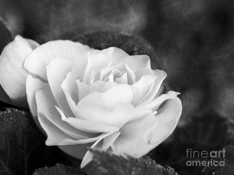 Black And White Photograph - Rose Begonia in Black and White by Lee Craig