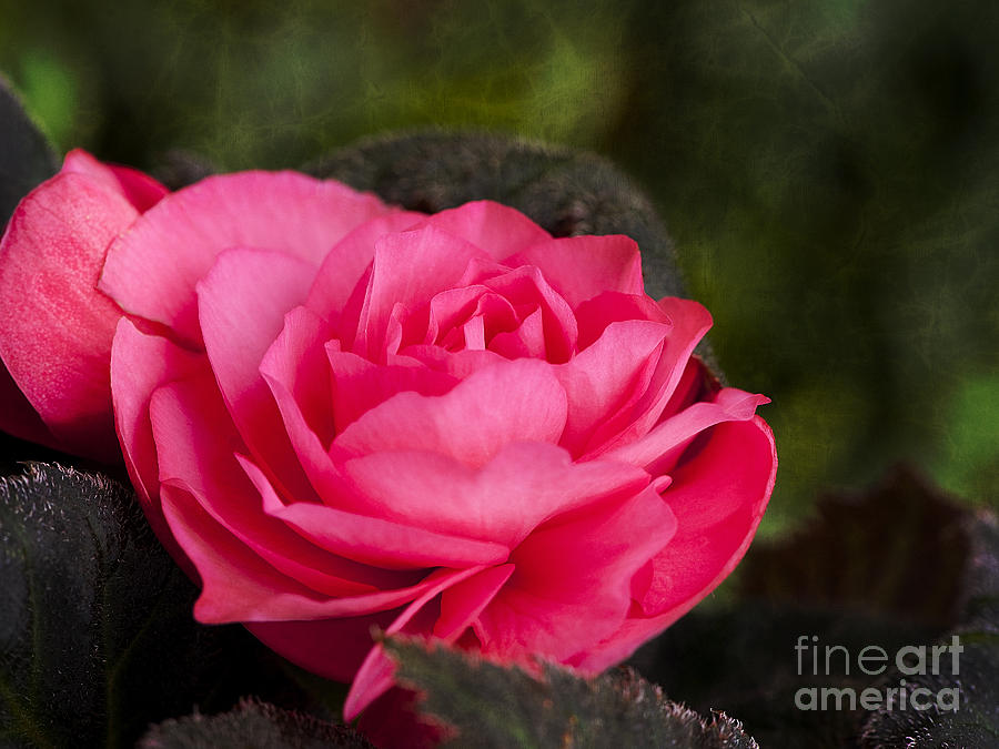 Rose Begonia Photograph by Lee Craig