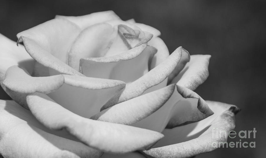 Black And White Photograph - Rose Black And White by Arlene Carmel