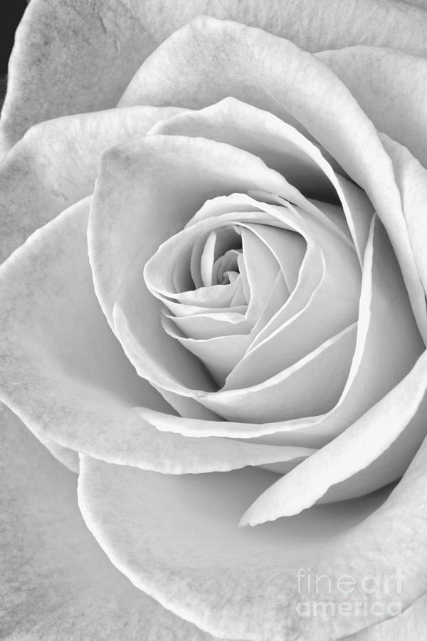 Rose Black and White Photograph by Edward Fielding