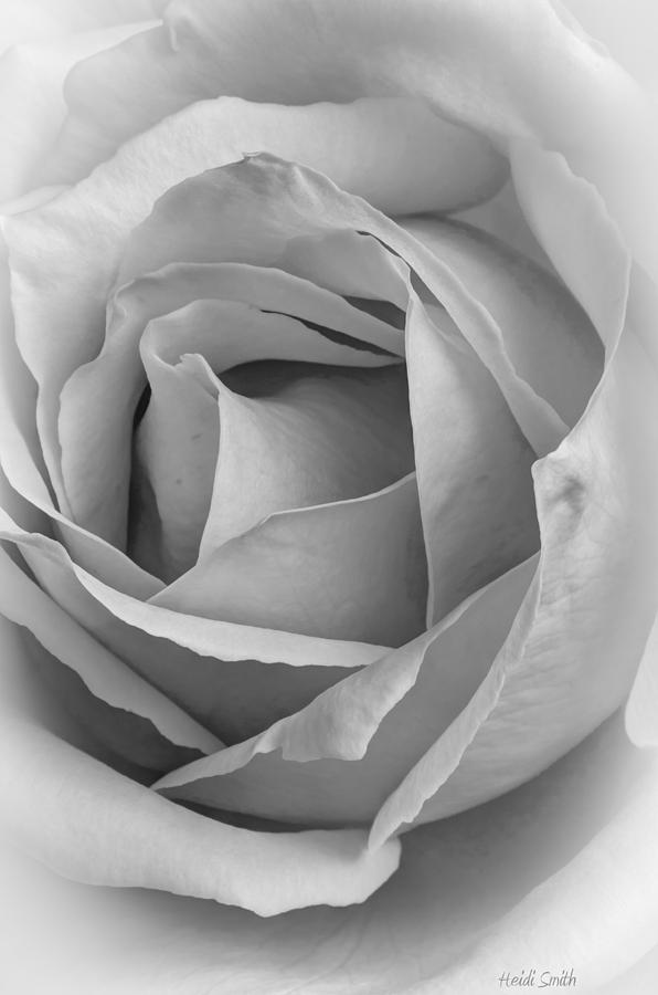 Rose Black And White Photograph by Heidi Smith