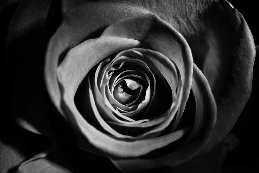 Black And White Photograph - Rose black and white by Sindy Stohler