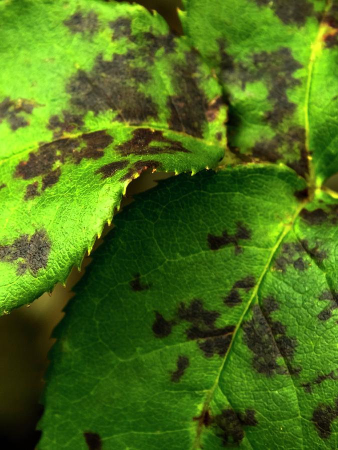 Disease Photograph - Rose Black Spot by Ian Gowland Disease Photograph - Rose Black Spot by Ian Gowland