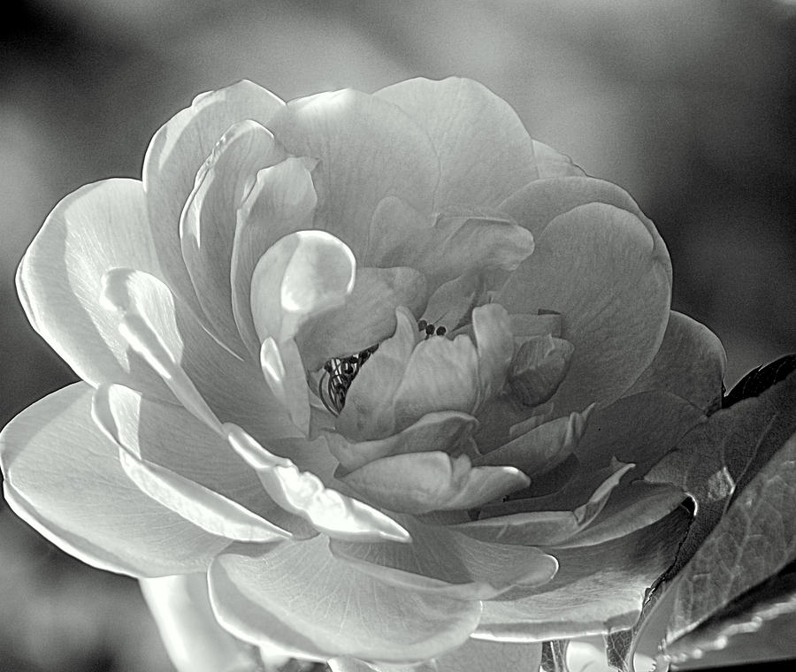 Rose Black White I Photograph by Joan Han