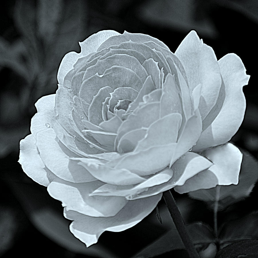 Rose Black White Photograph by Joan Han