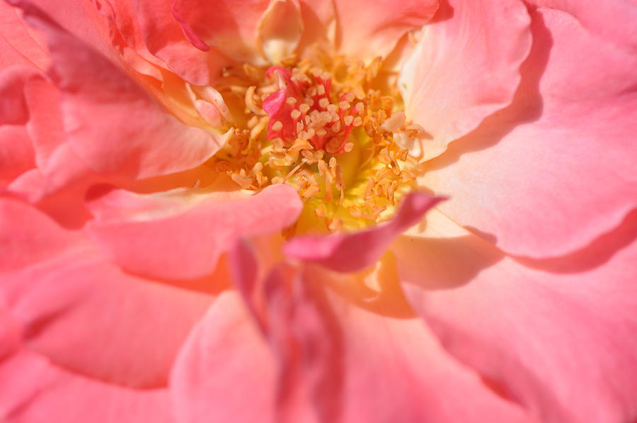 Rose Photograph - Rose Blossom by Gail Churinetz