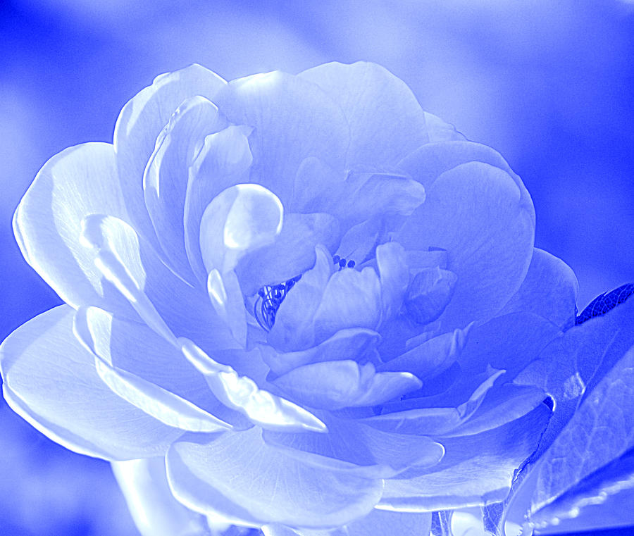 Rose Blue  Photograph by Joan Han