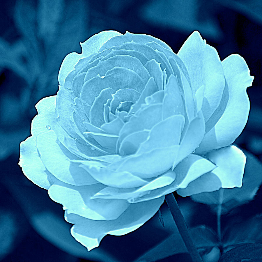 Rose Blue II Photograph by Joan Han