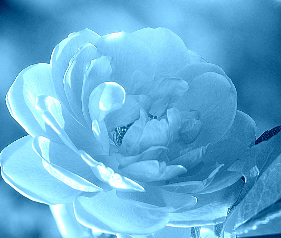 Rose Aqua Blue Photograph by Joan Han
