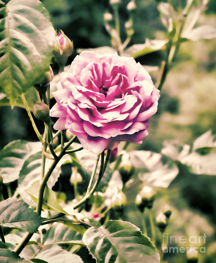 Rose Blush Photograph by Karen Lewis