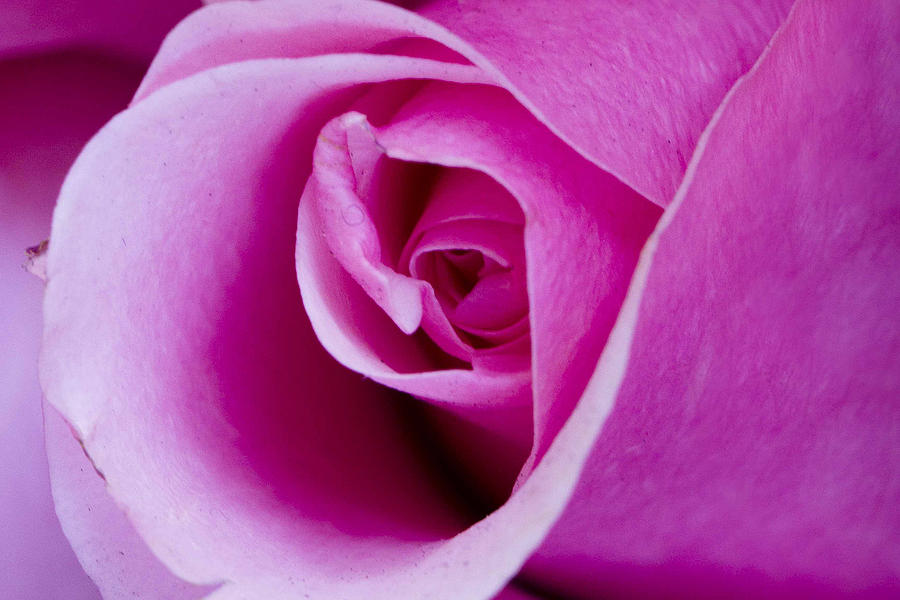 Rose Photograph by Bob Johnson