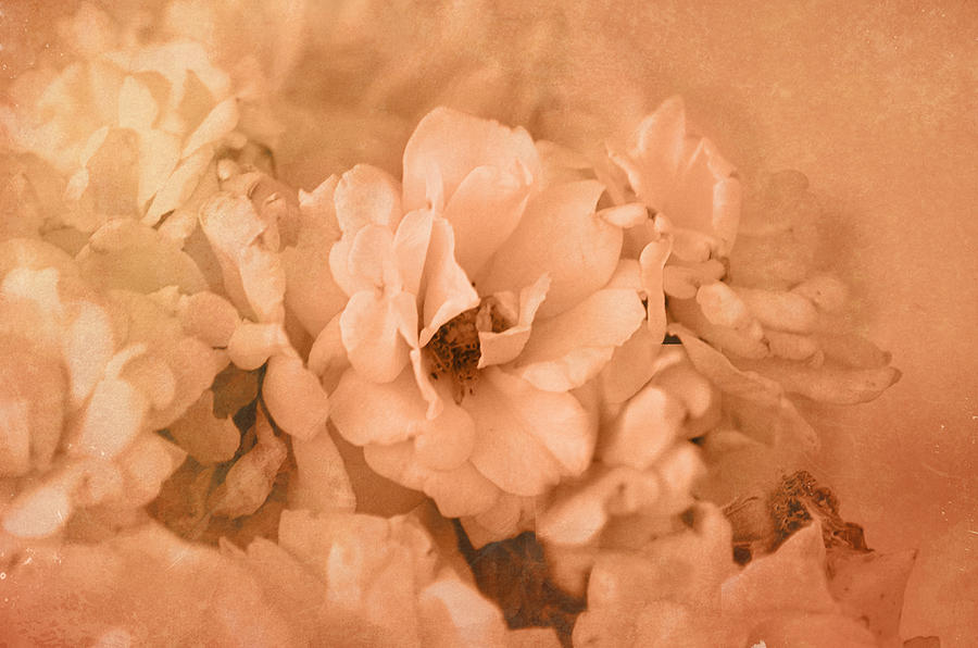 Rose Bouquet in Sepia Photograph by Kathleen Stephens