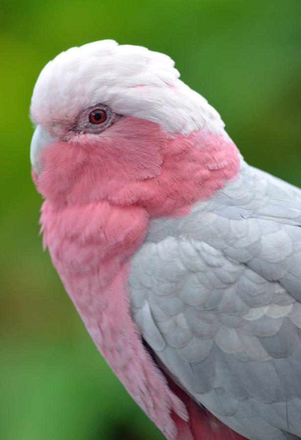 Rose Breasted Cockatoo Profile Photograph by Richard Bryce and Family