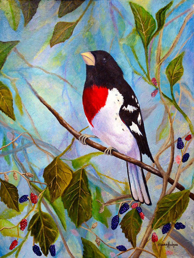 Rose-Breasted Grosbeak Painting by Elaine Hodges - Pixels