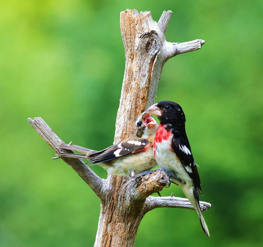 Rose-breasted Grosbeak feeding his baby Photograph by Judy Genovese