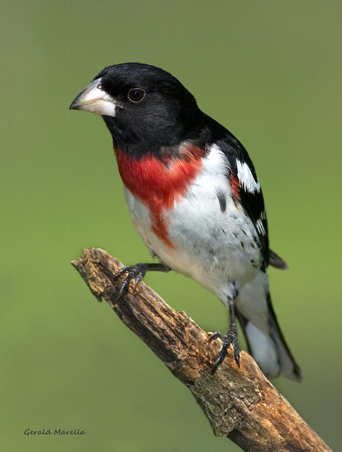 Rose-breasted Grosbeak Photograph by Gerald Marella - Fine Art America