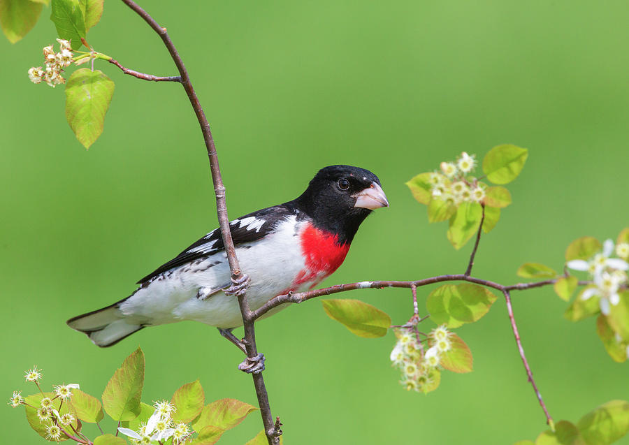 Rose Breasted Grosbeak Male Photograph By Linda Arndt Pixels