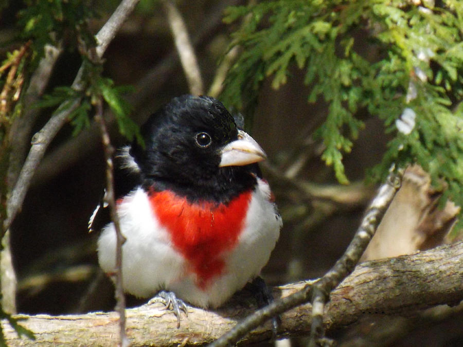 Rose Breasted Grosbeak perched Photograph by Brenda Brown