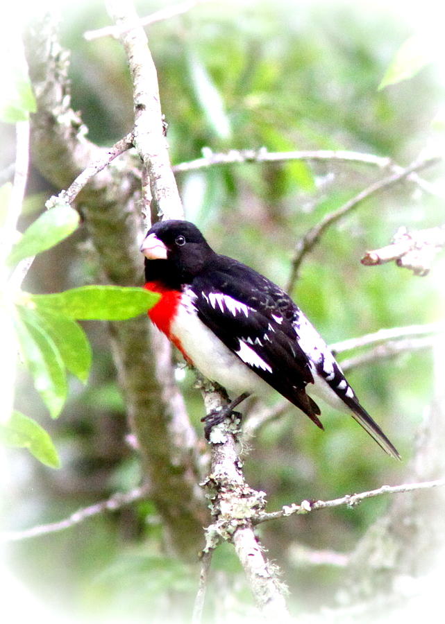 Rose-breasted Grosbeak - Red White And Black Photograph
