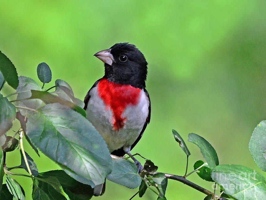Rose Breasted Grosbeak Photograph by Rodney Campbell