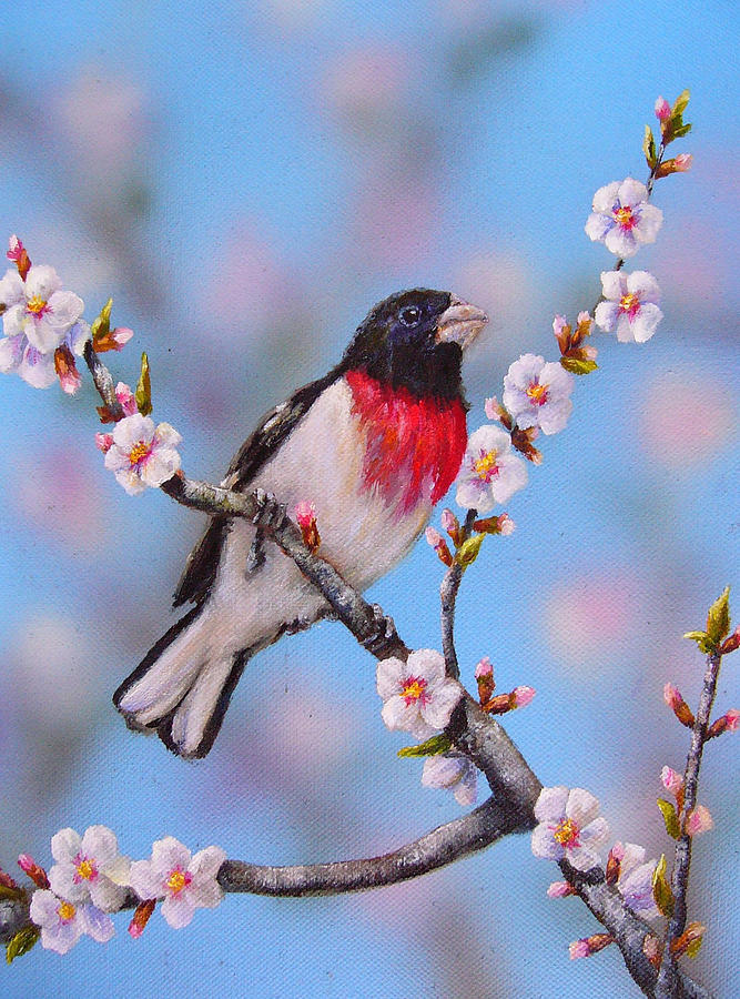 Rose Breasted Grosbeak Painting by Sarah Davis Rose Breasted Grosbeak Painting by Sarah Davis