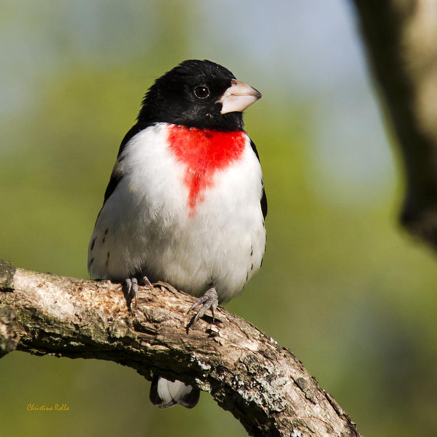Rose Breasted Grosbeak Square Photograph by Christina Rollo