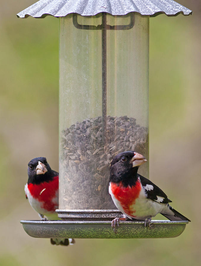 Rose-breasted Grosbeaks Photograph by Melinda Fawver