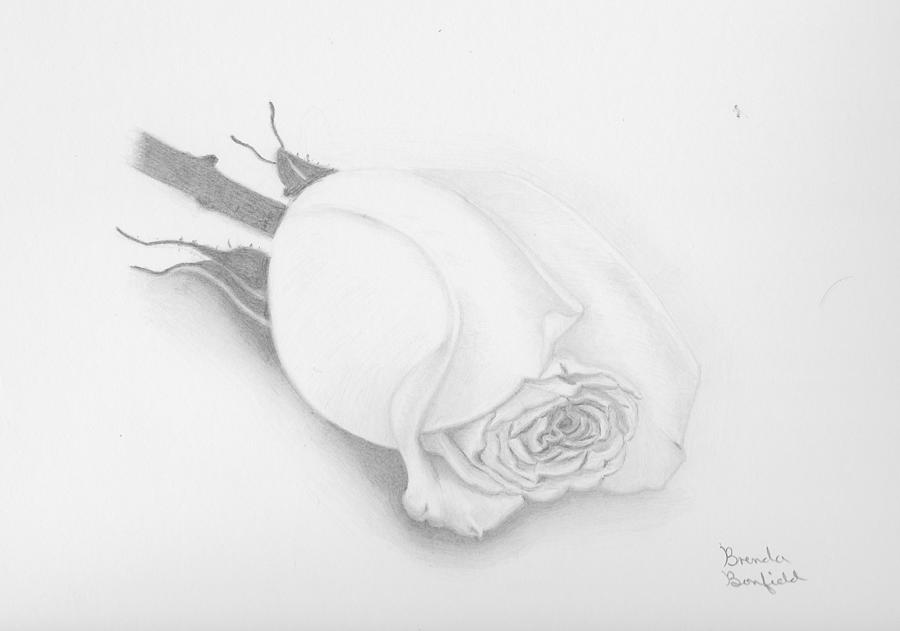 Rose Drawing by Brenda Bonfield