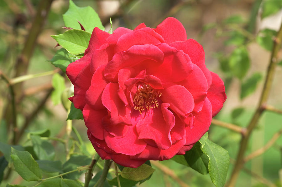 Rose Photograph by Brian Gadsby/science Photo Library