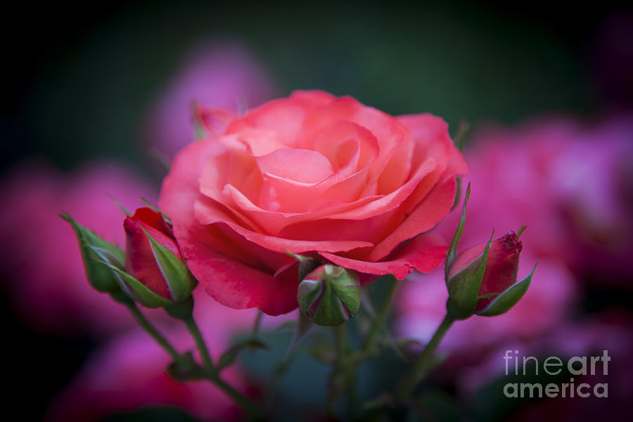 Pink Rose in Garden Photograph by Brian Jannsen