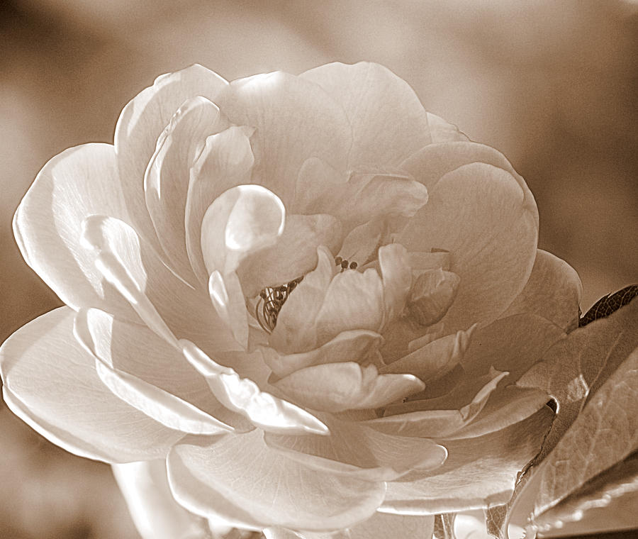 Rose Brown Sepia Photograph by Joan Han